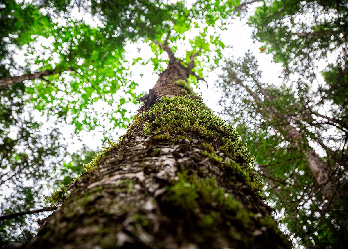 New England Forestry Foundation