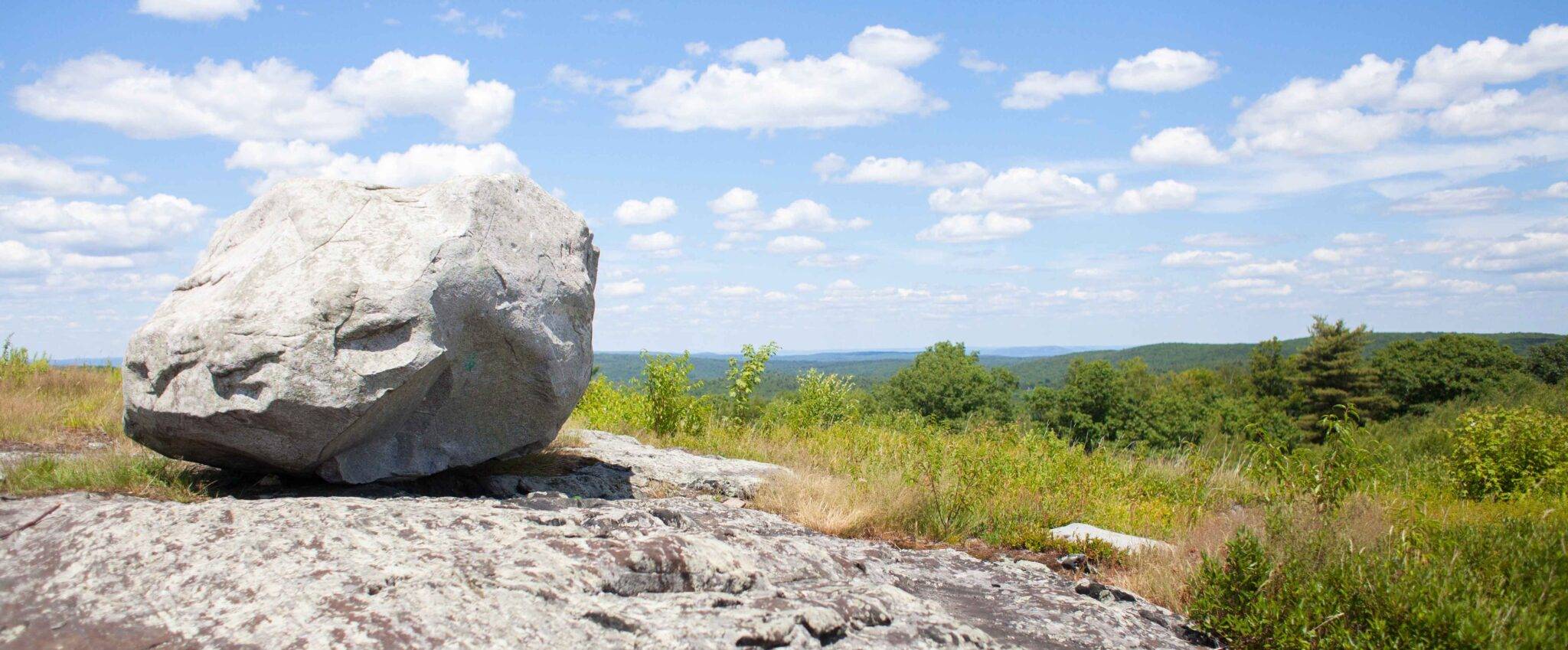 New England Forestry Foundation