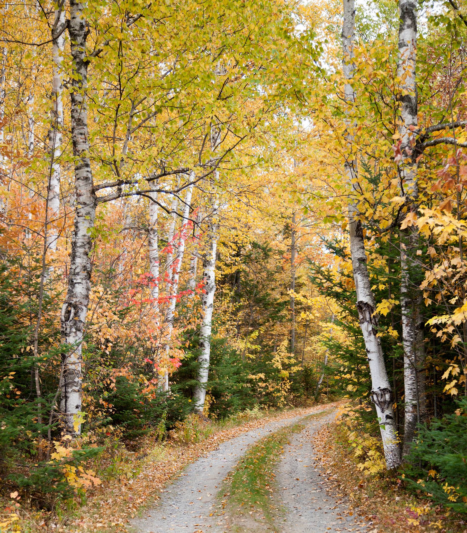 New England Forestry Foundation