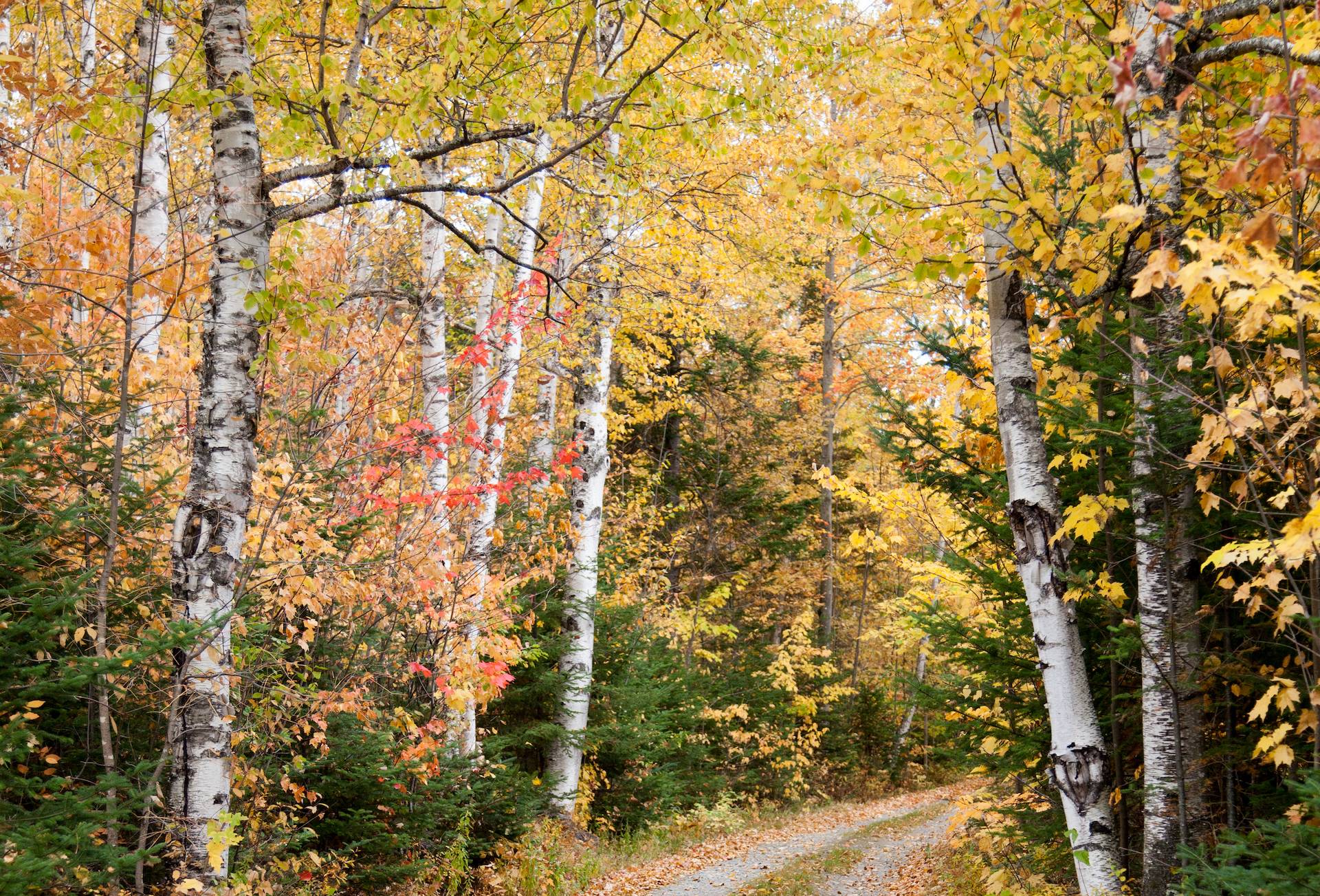 New England Forestry Foundation