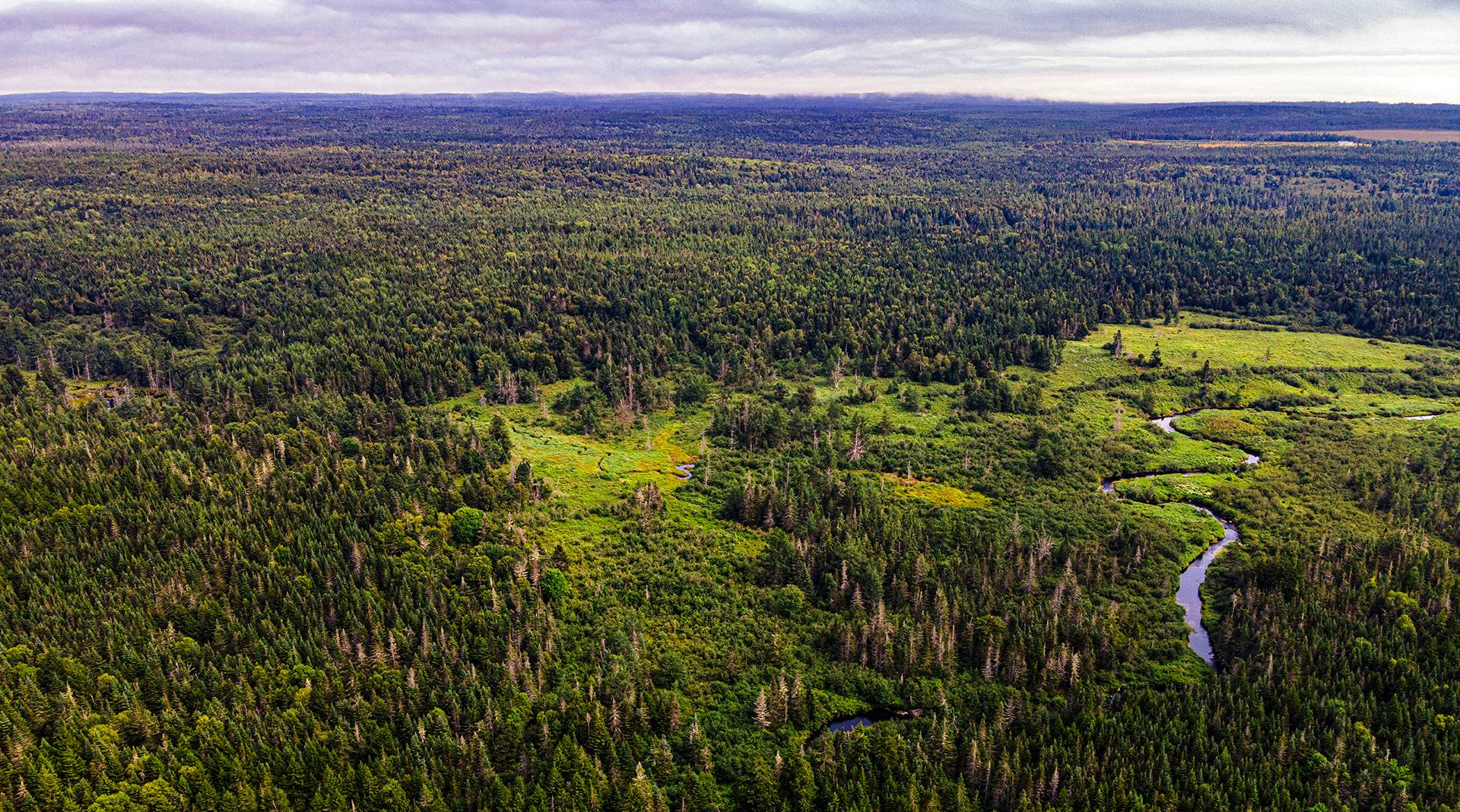 New England Forestry Foundation