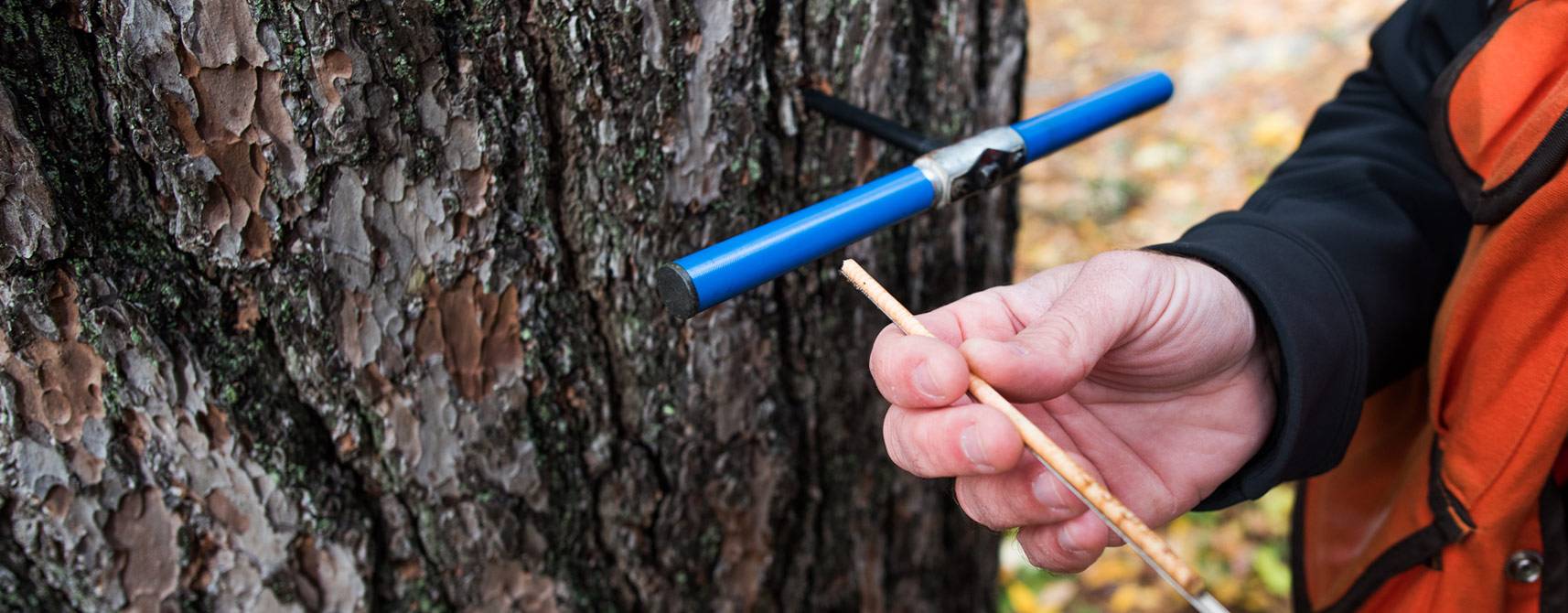 Photo of a forester using an increment borer