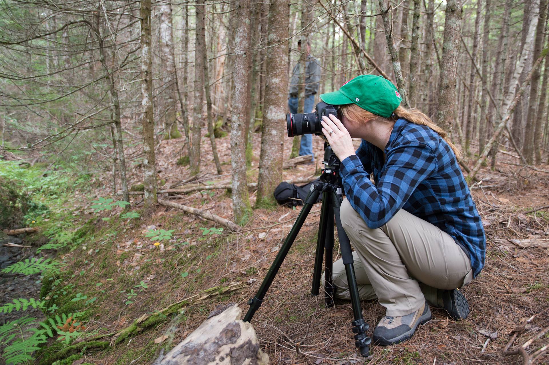 New England Forestry Foundation