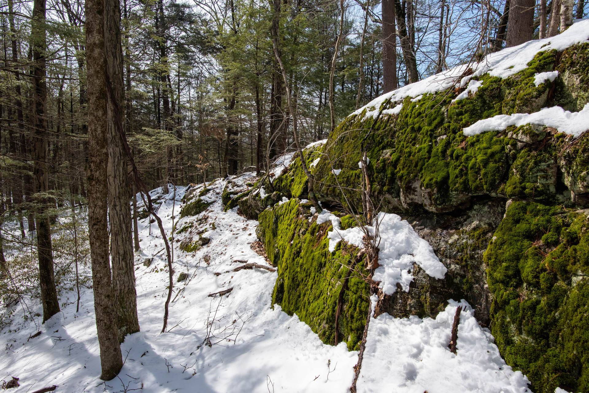 New England Forestry Foundation