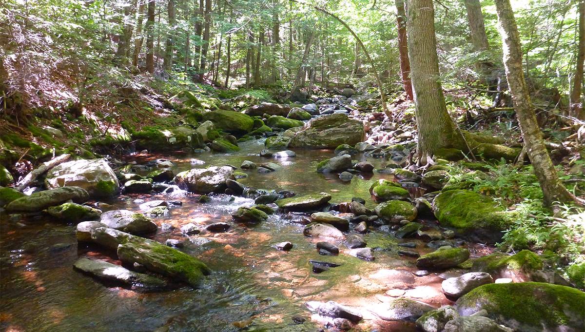 A stream runs through The Nature Conservancy's McElwain-Olsen Preserve