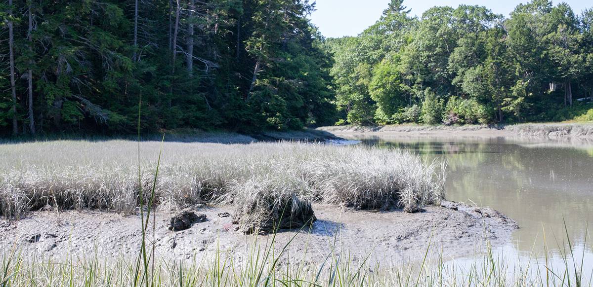 New England Forestry Foundation