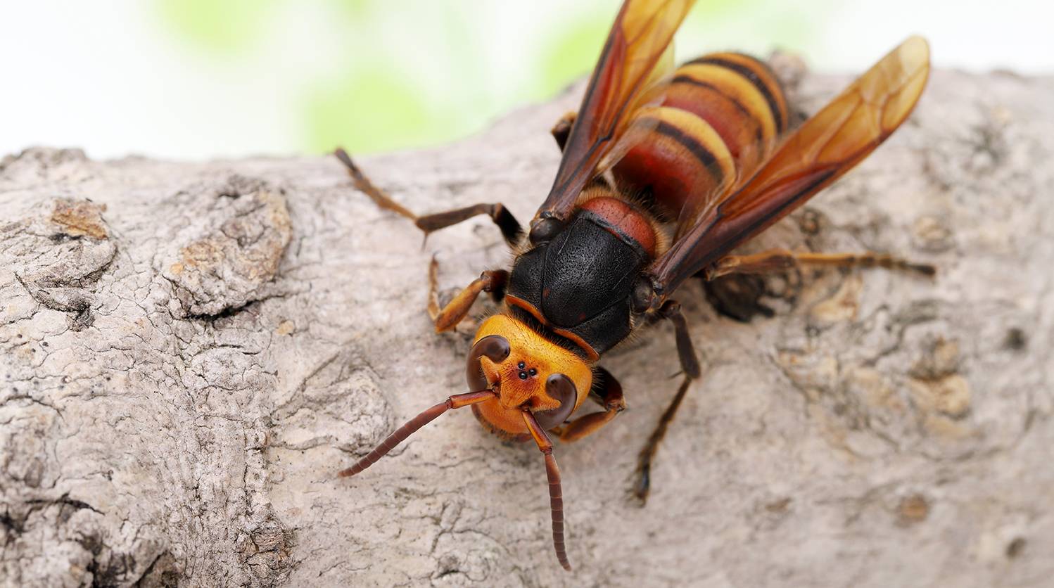 longhorned-beetle