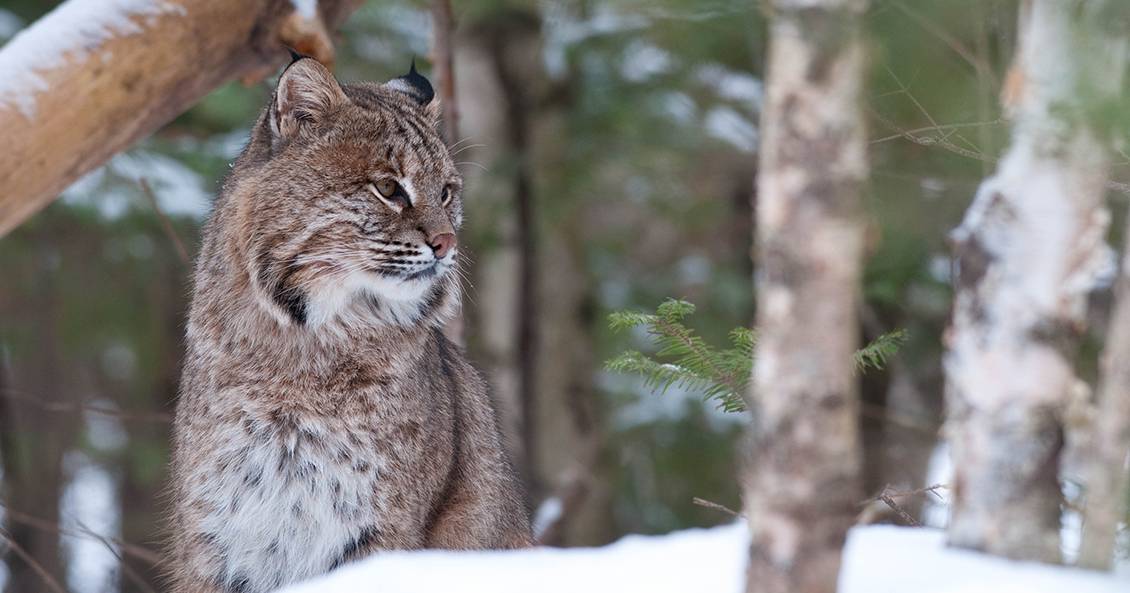 bobcat