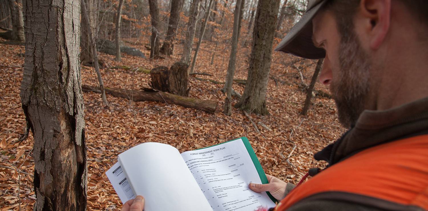 New England Forestry Foundation