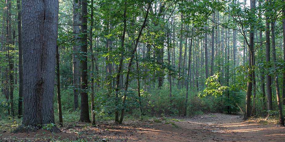 New England Forestry Foundation