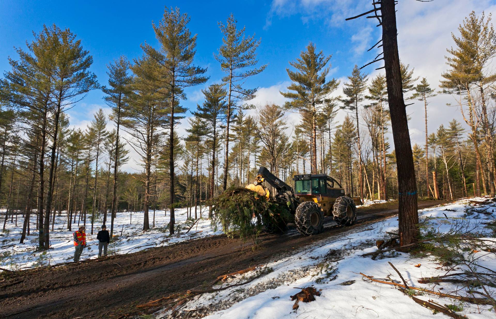 New England Forestry Foundation