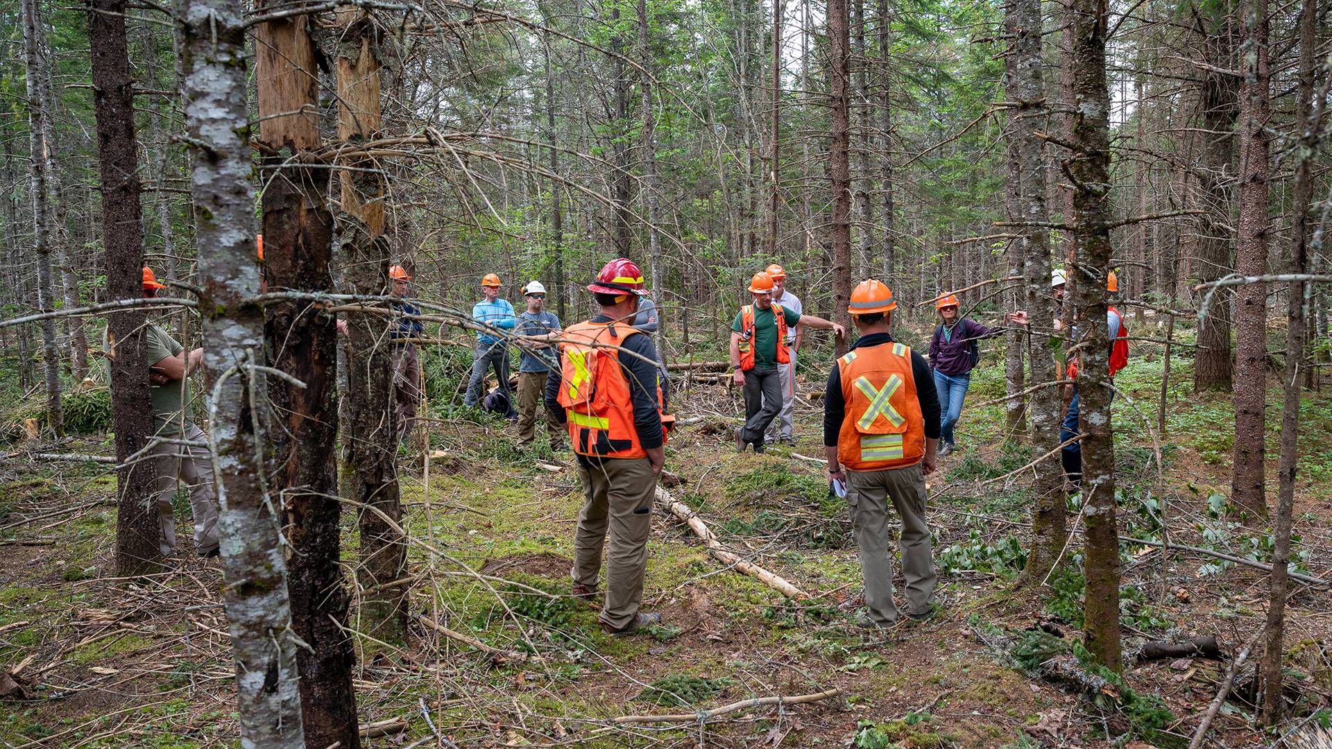 New England Forestry Foundation