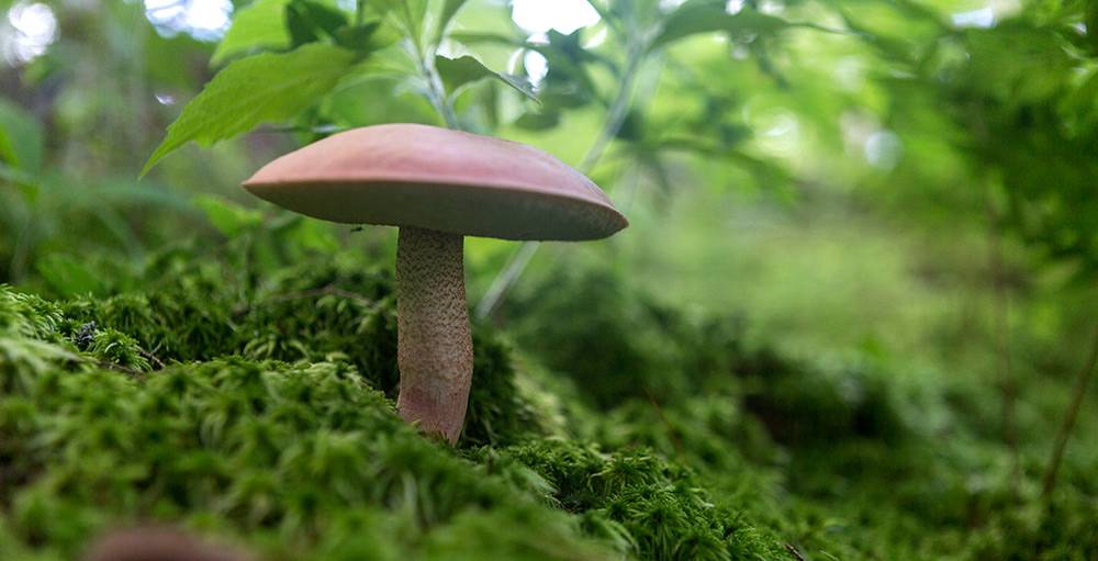 Mushroom on forest floor