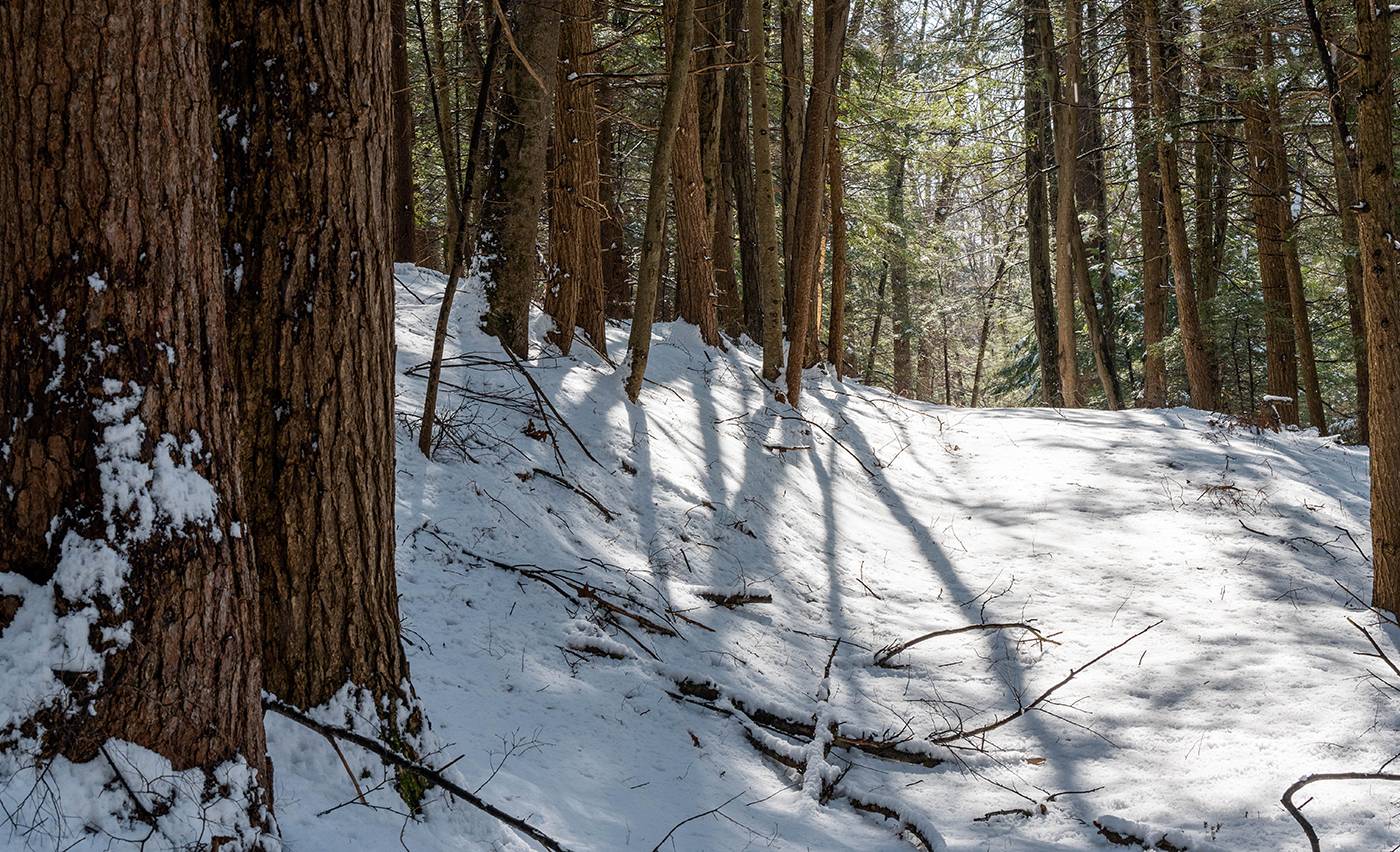 New England Forestry Foundation