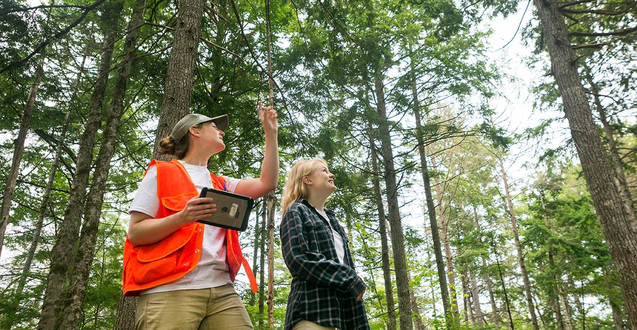 New England Forestry Foundation