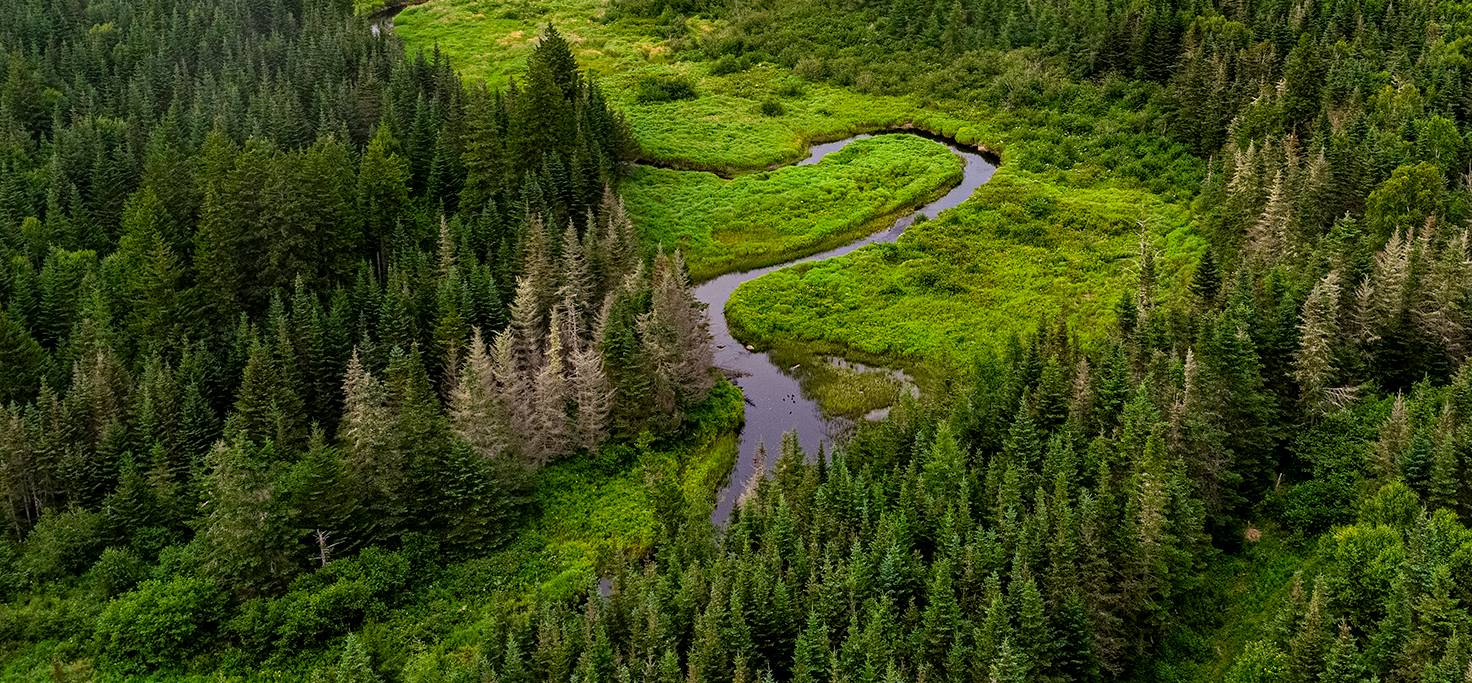 New England Forestry Foundation