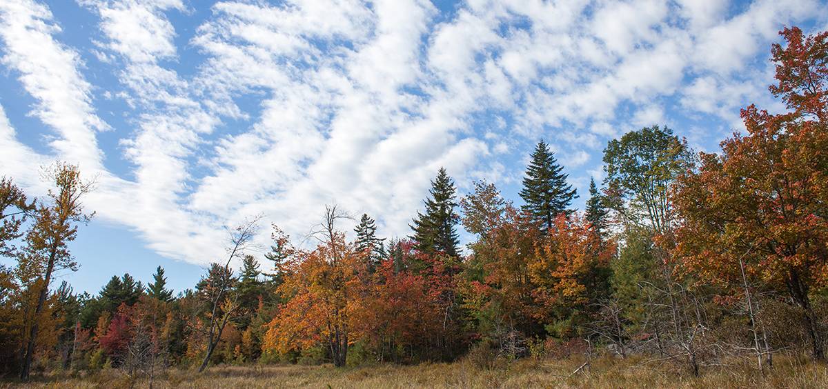 New England Forestry Foundation