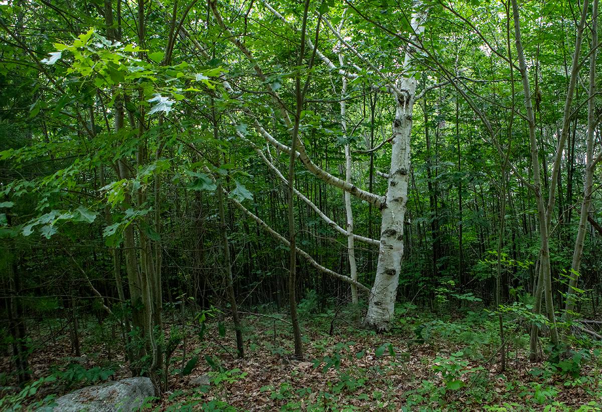 New England Forestry Foundation