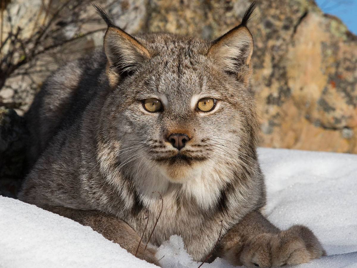 Canada Lynx