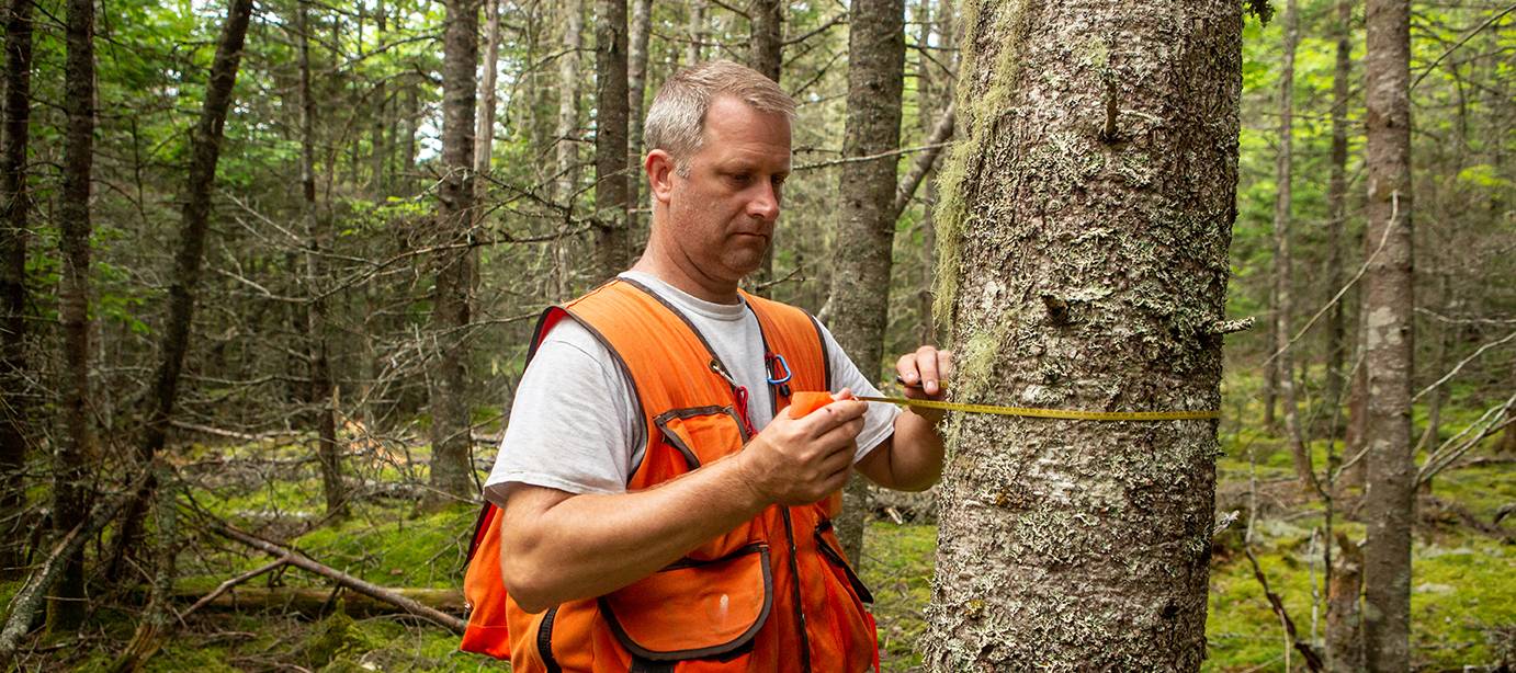 New England Forestry Foundation