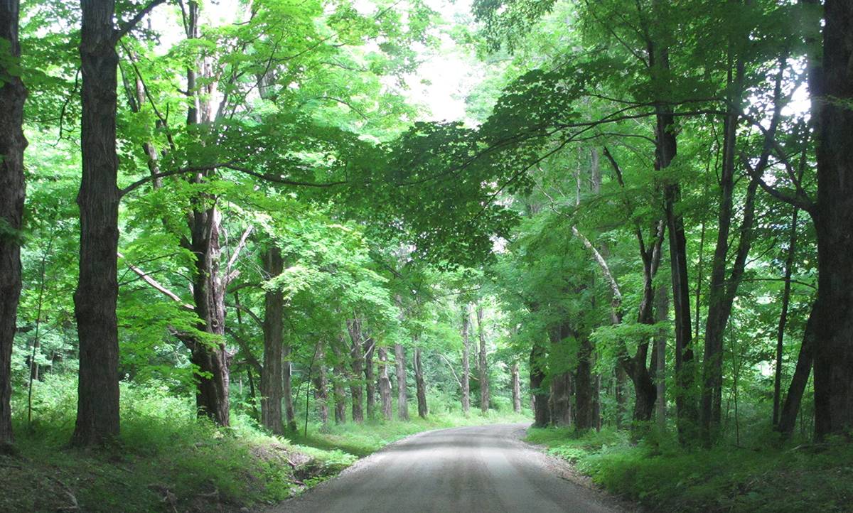 New England Forestry Foundation