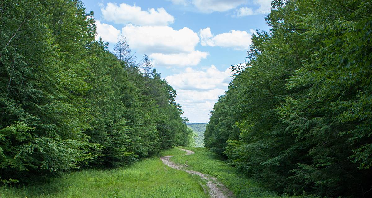 New England Forestry Foundation