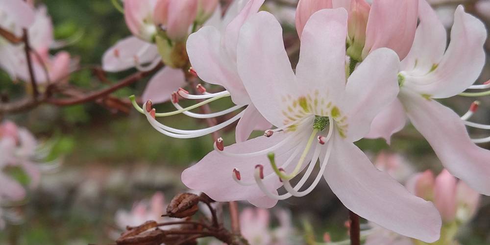 Flowers in Prouty Woods