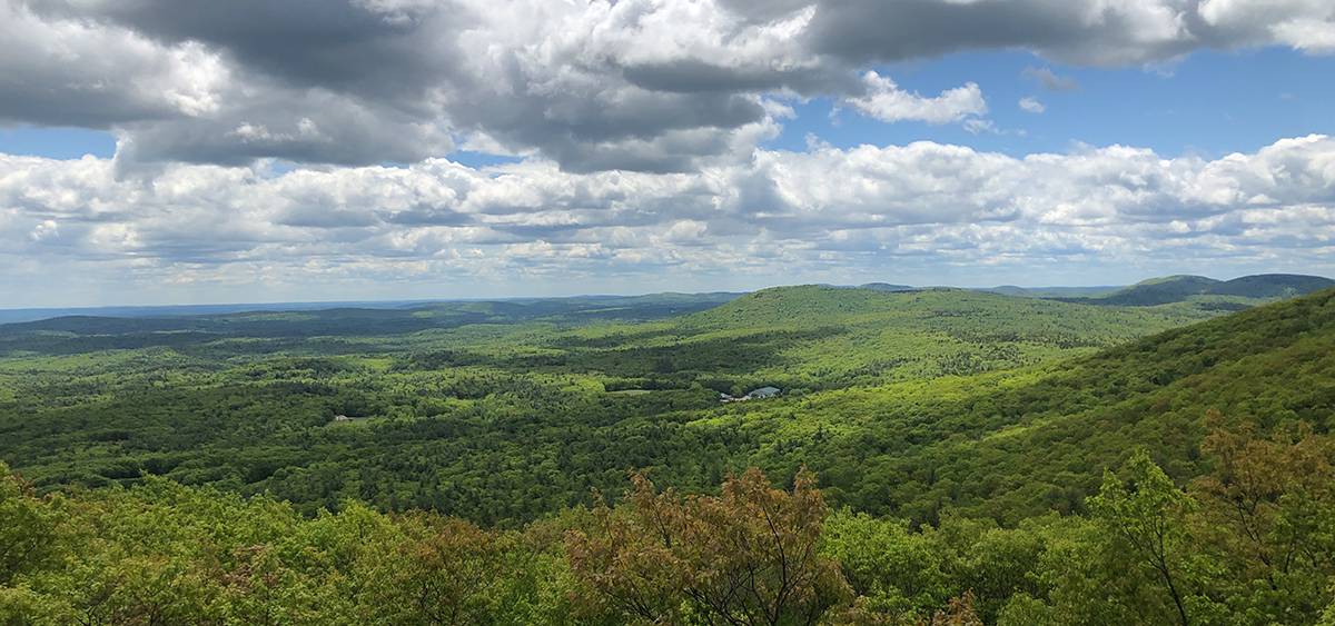 New England Forestry Foundation