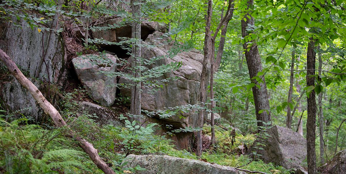 New England Forestry Foundation