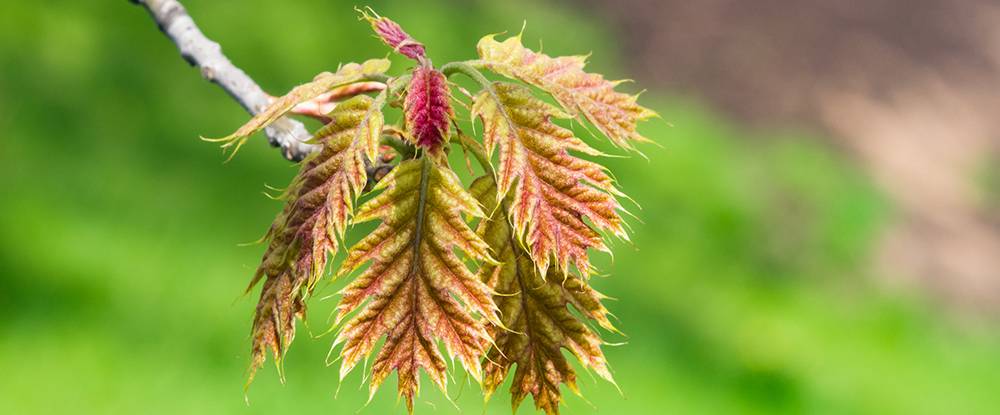 Northern Red Oak