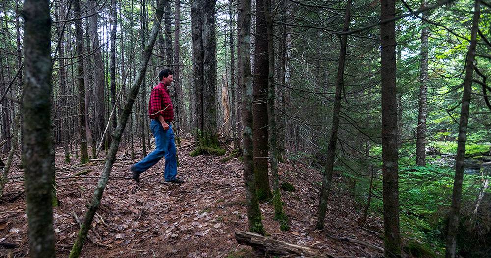 New England Forestry Foundation