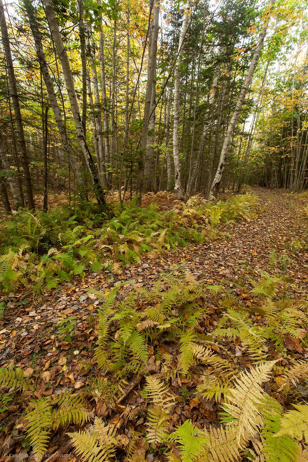 New England Forestry Foundation