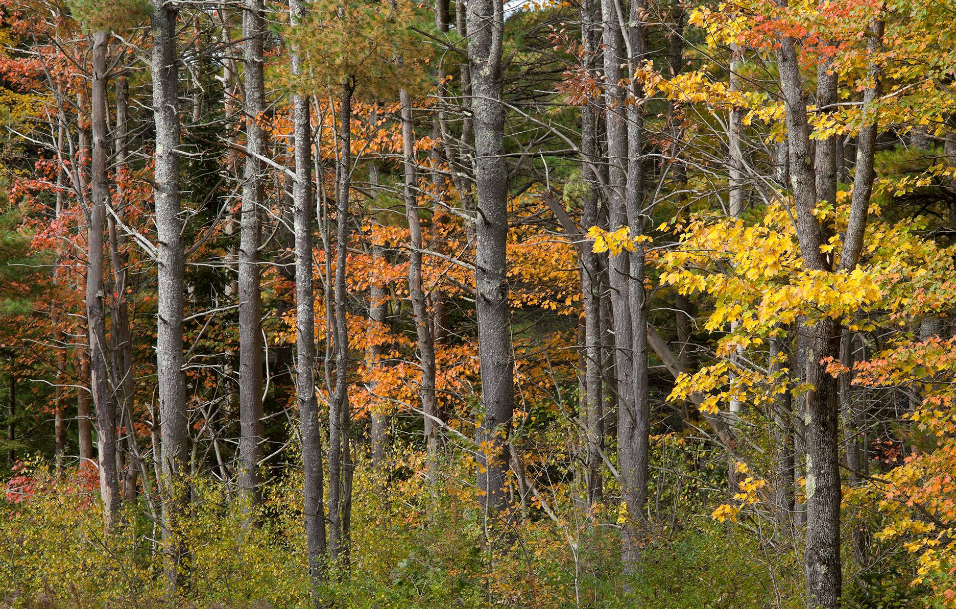 New England Forestry Foundation