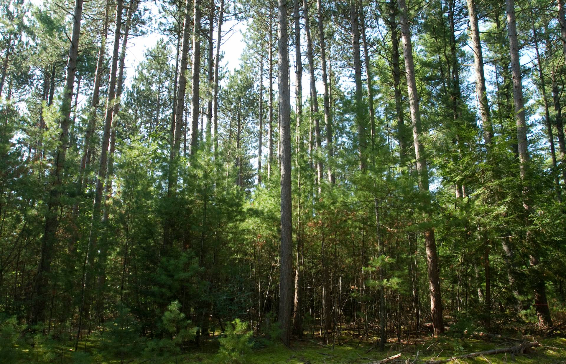 New England Forestry Foundation