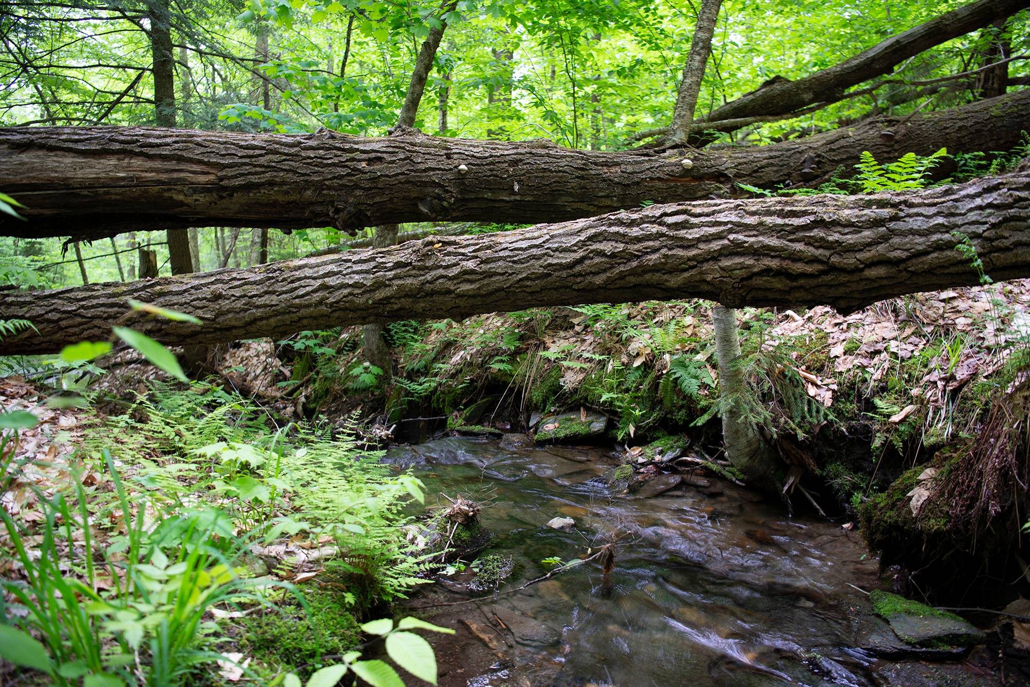 New England Forestry Foundation