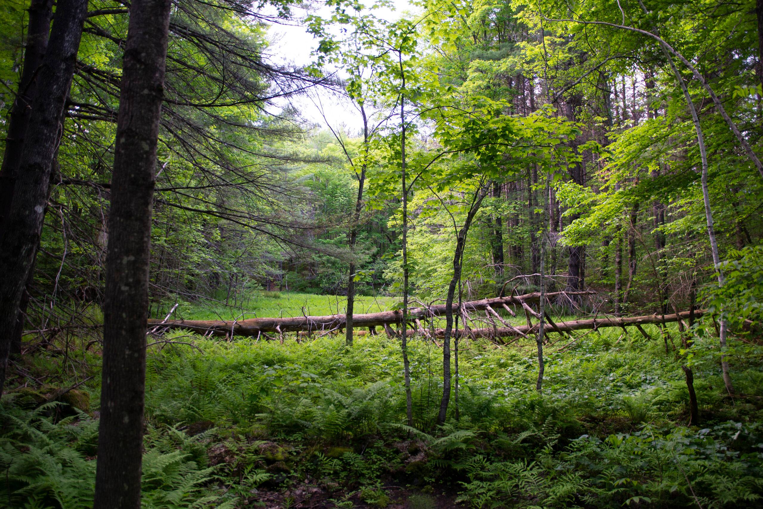 New England Forestry Foundation