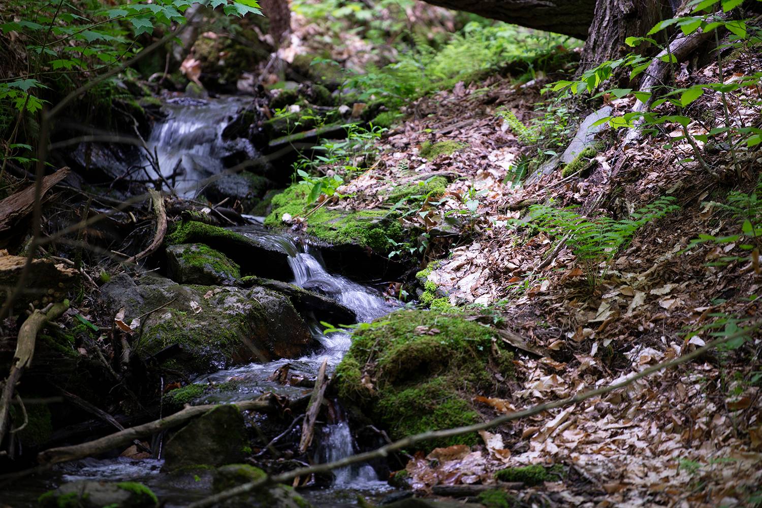 New England Forestry Foundation