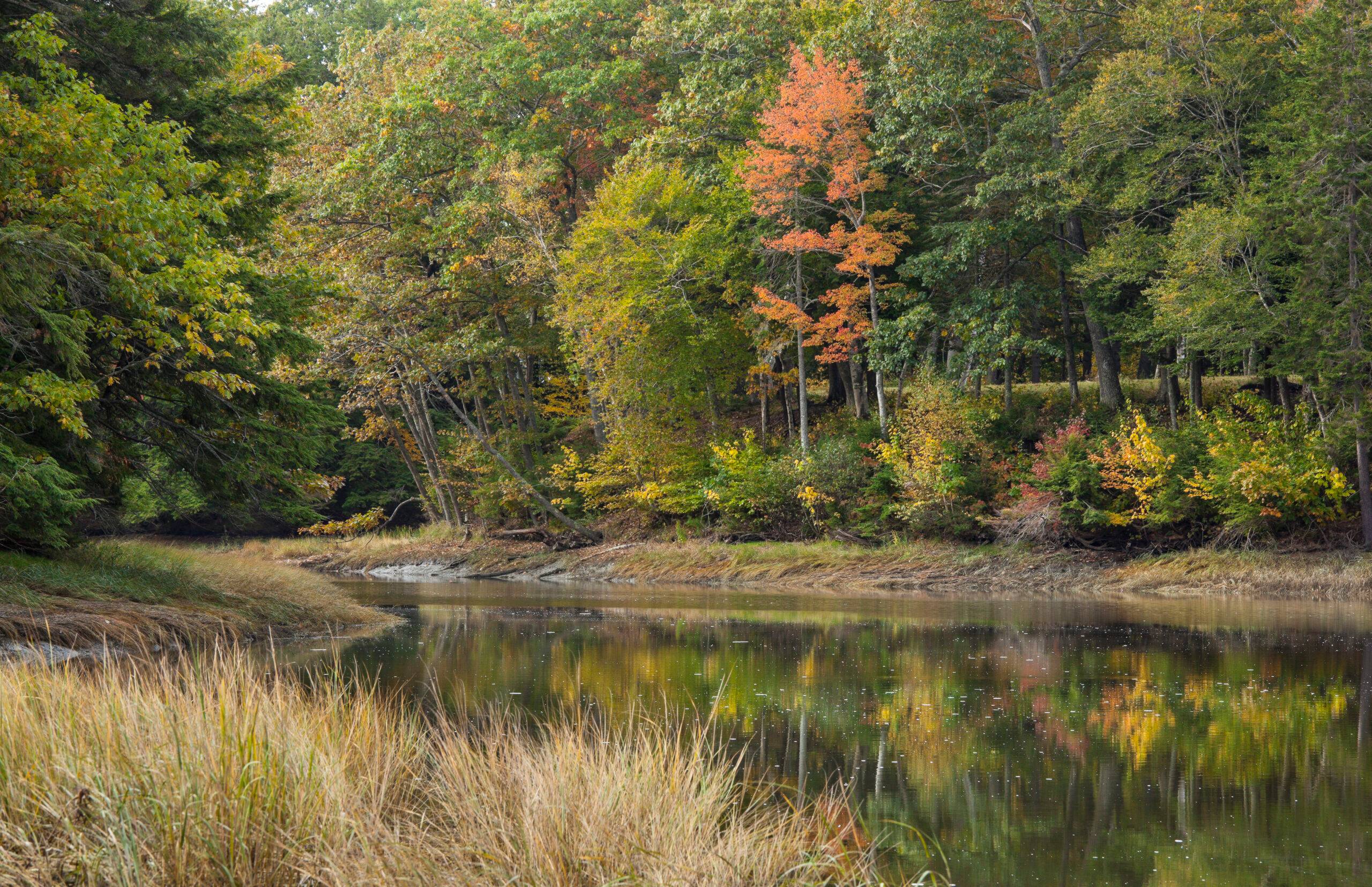 New England Forestry Foundation