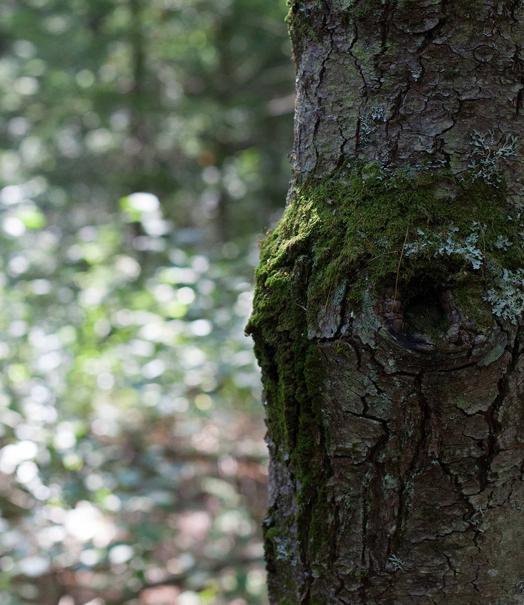 New England Forestry Foundation