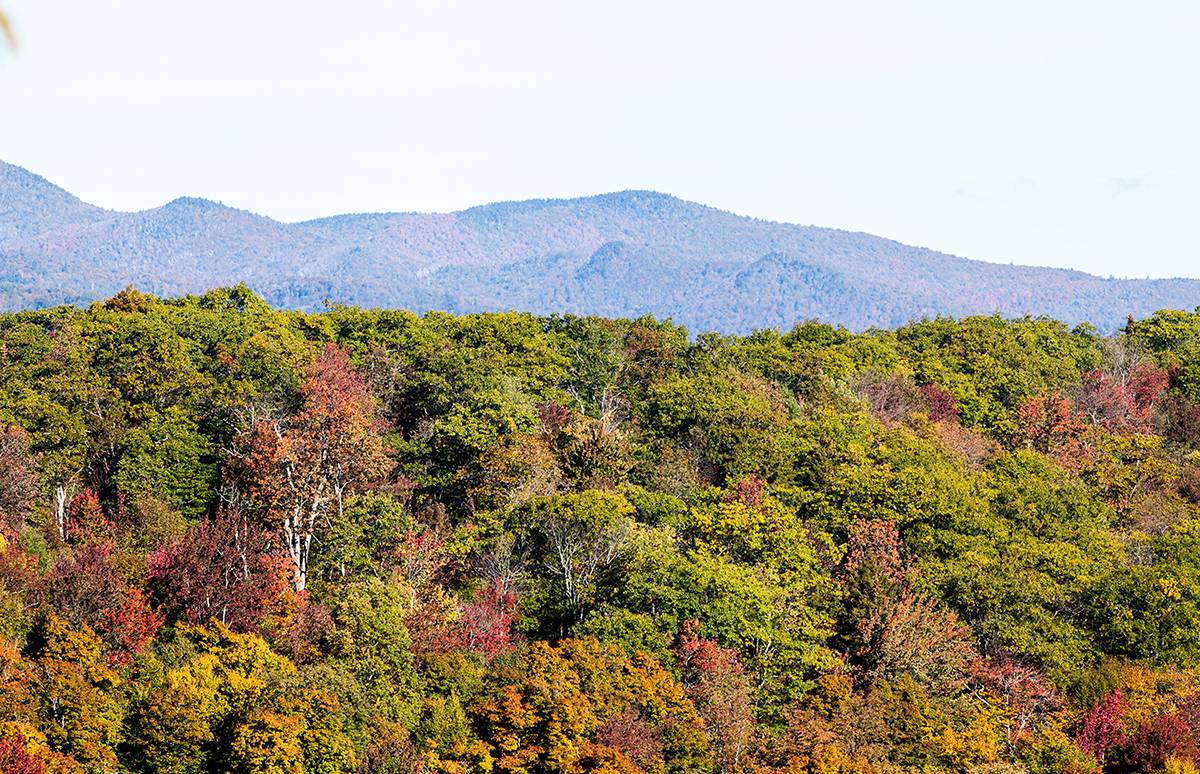 New England Forestry Foundation