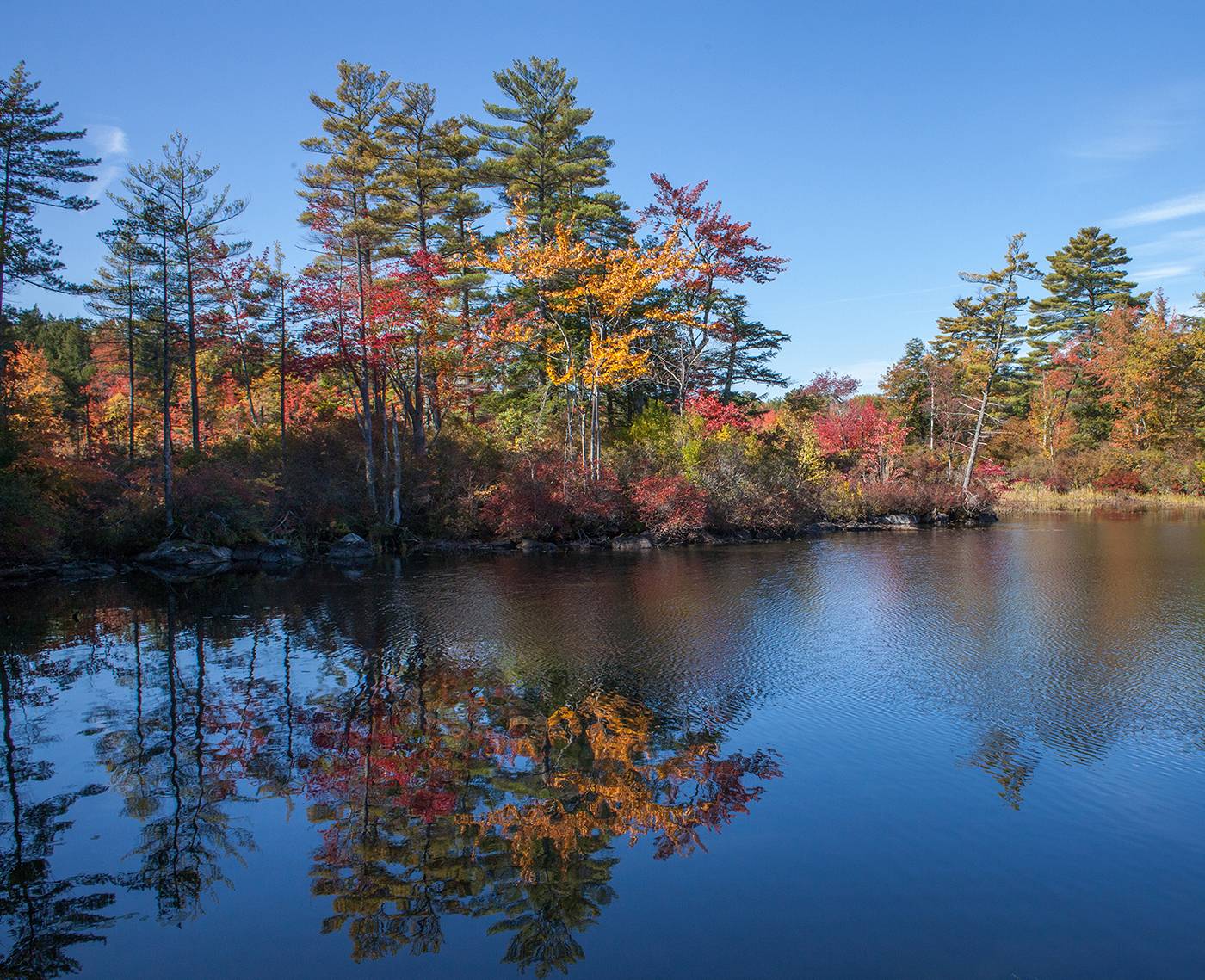 New England Forestry Foundation