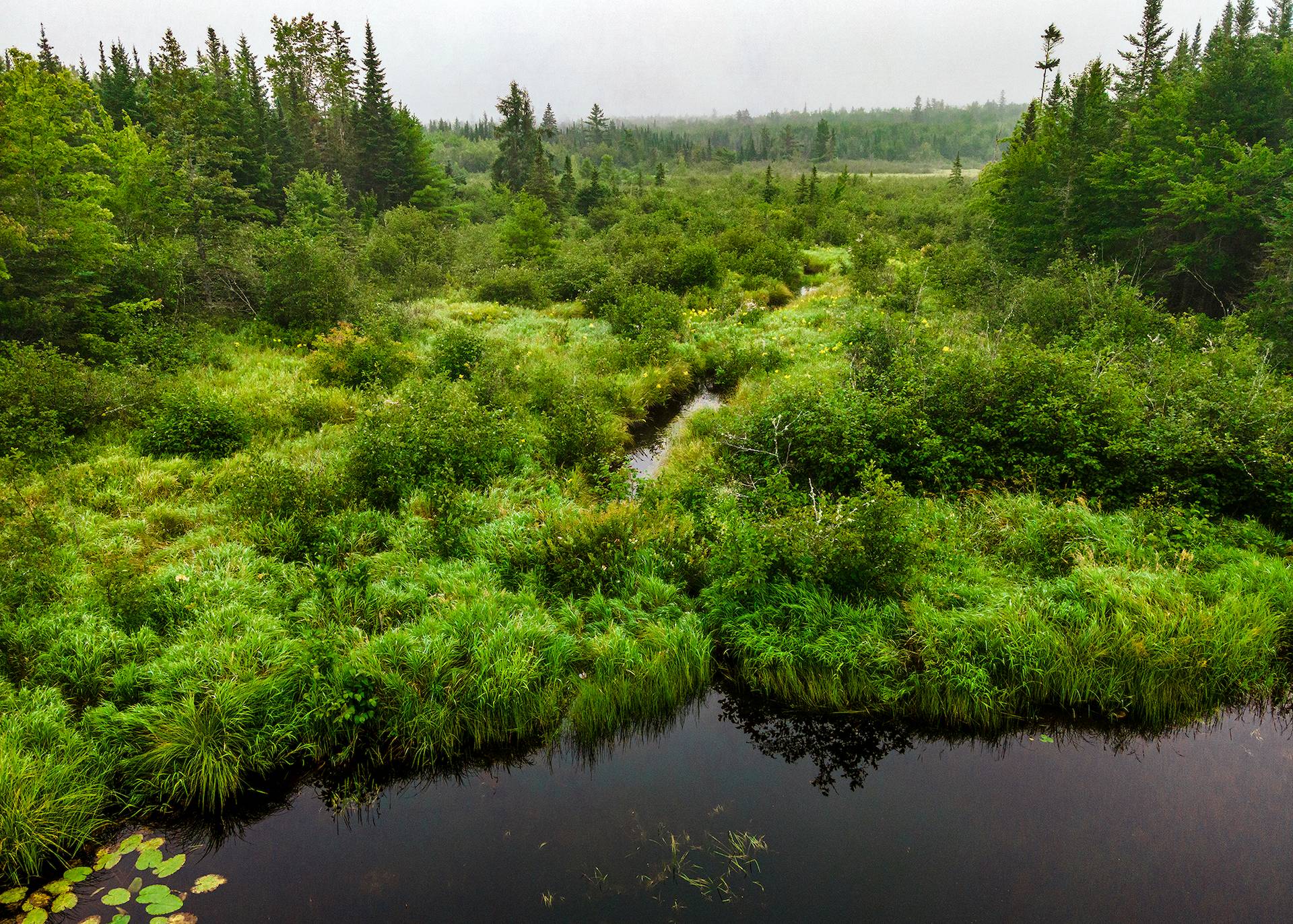 New England Forestry Foundation