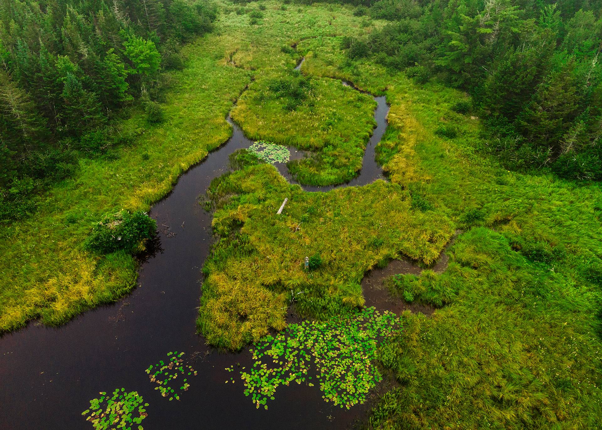 New England Forestry Foundation