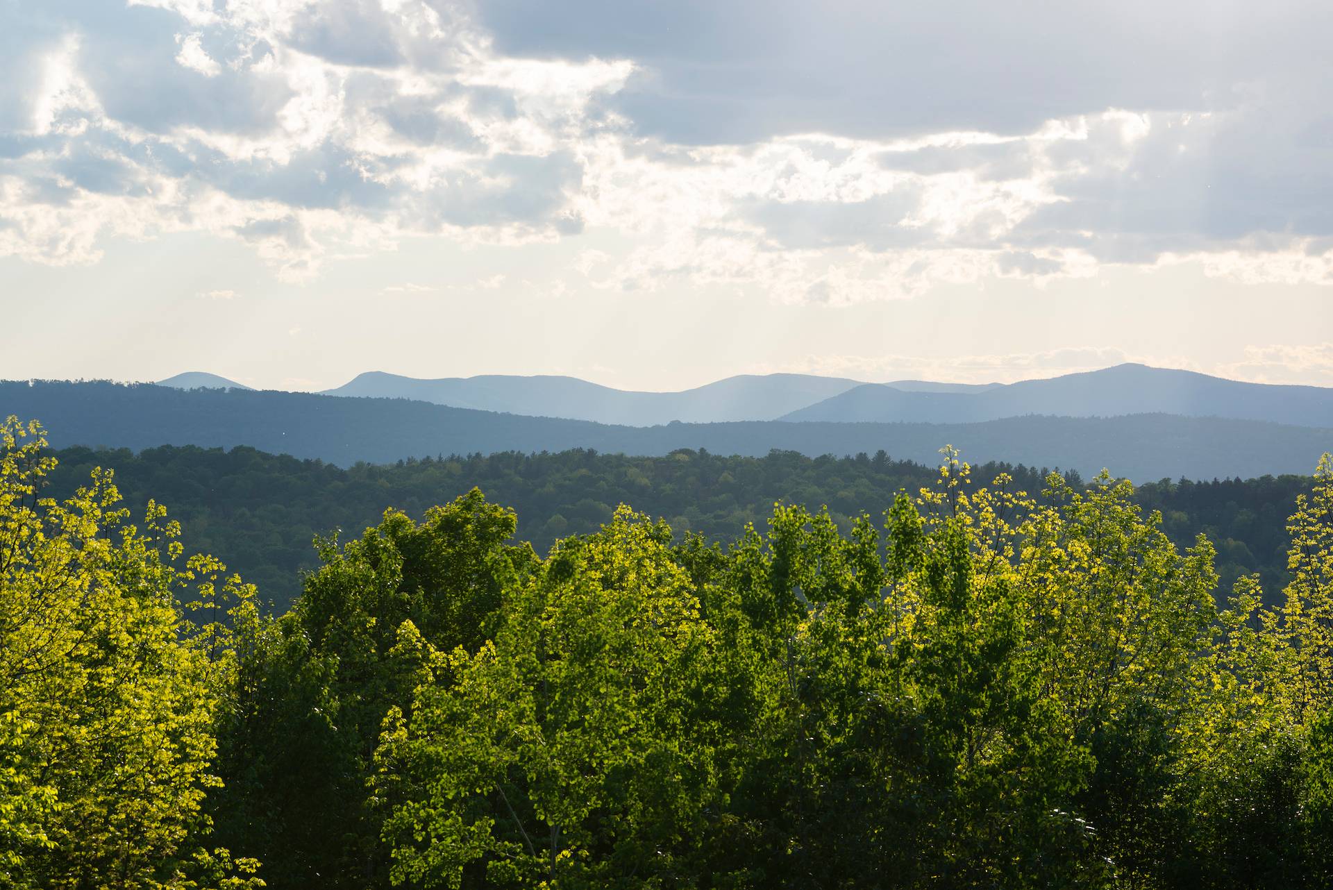 New England Forestry Foundation