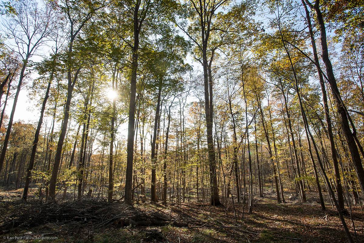 New England Forestry Foundation