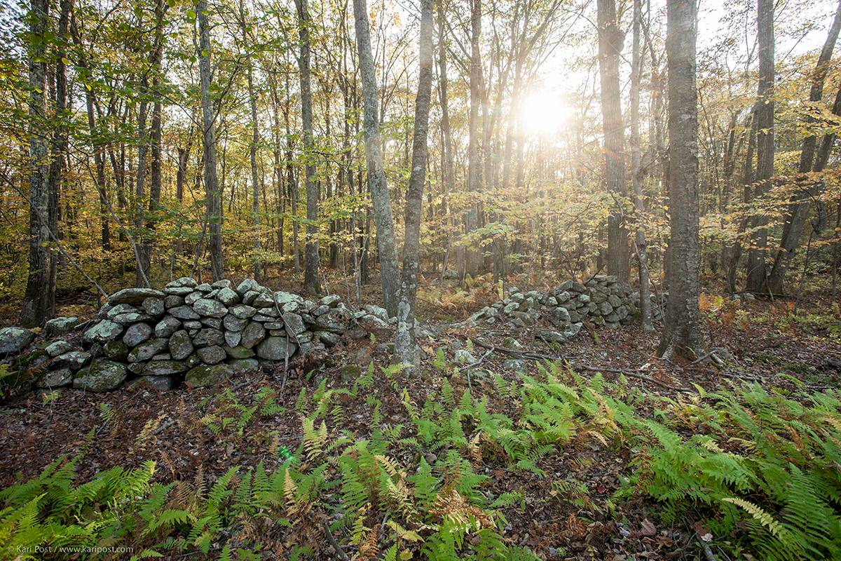 New England Forestry Foundation