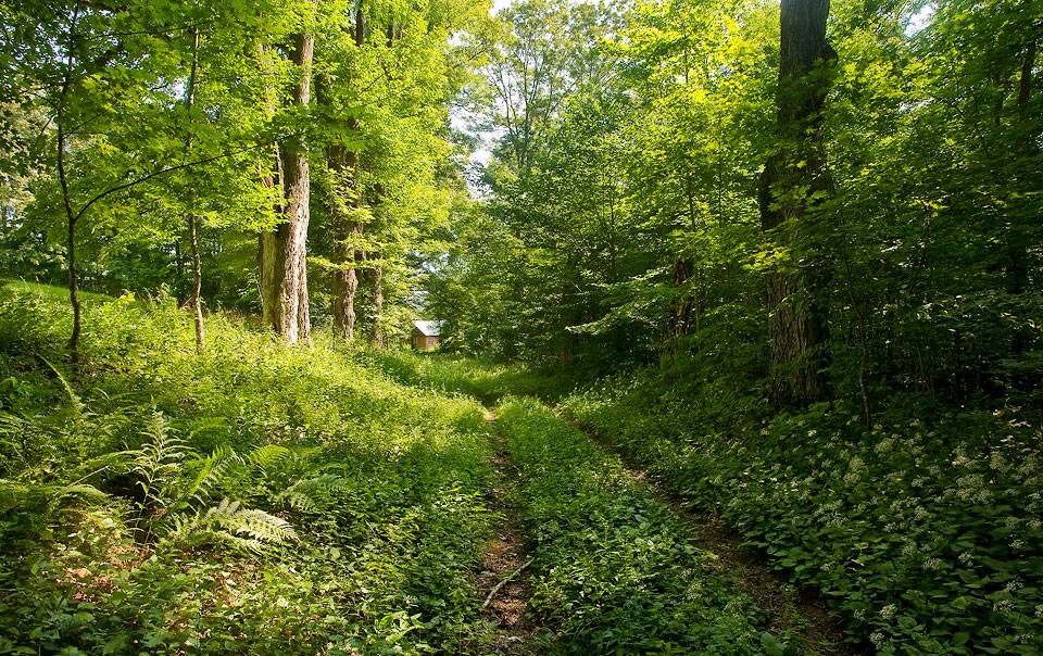 New England Forestry Foundation