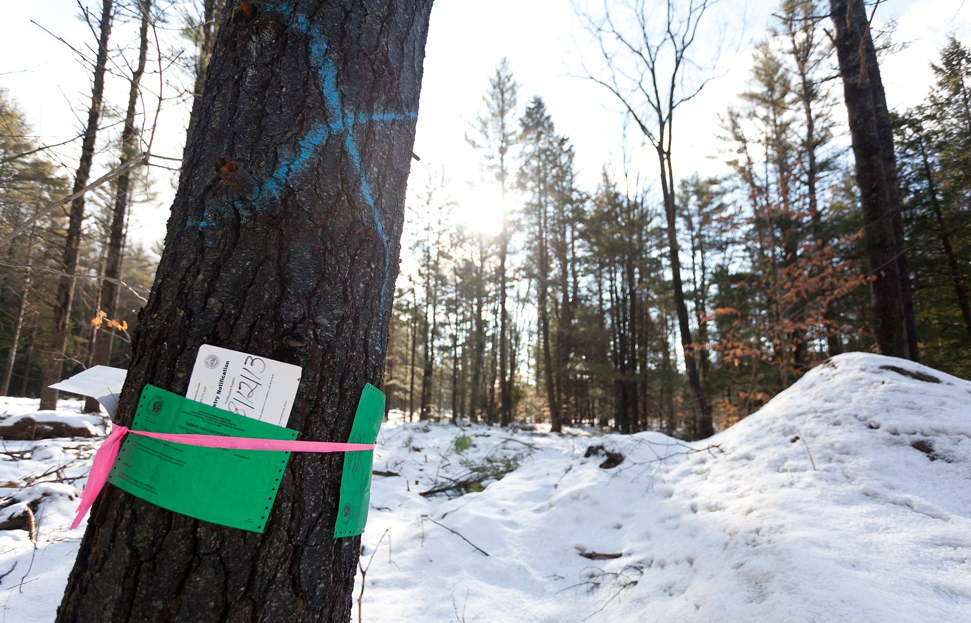 New England Forestry Foundation