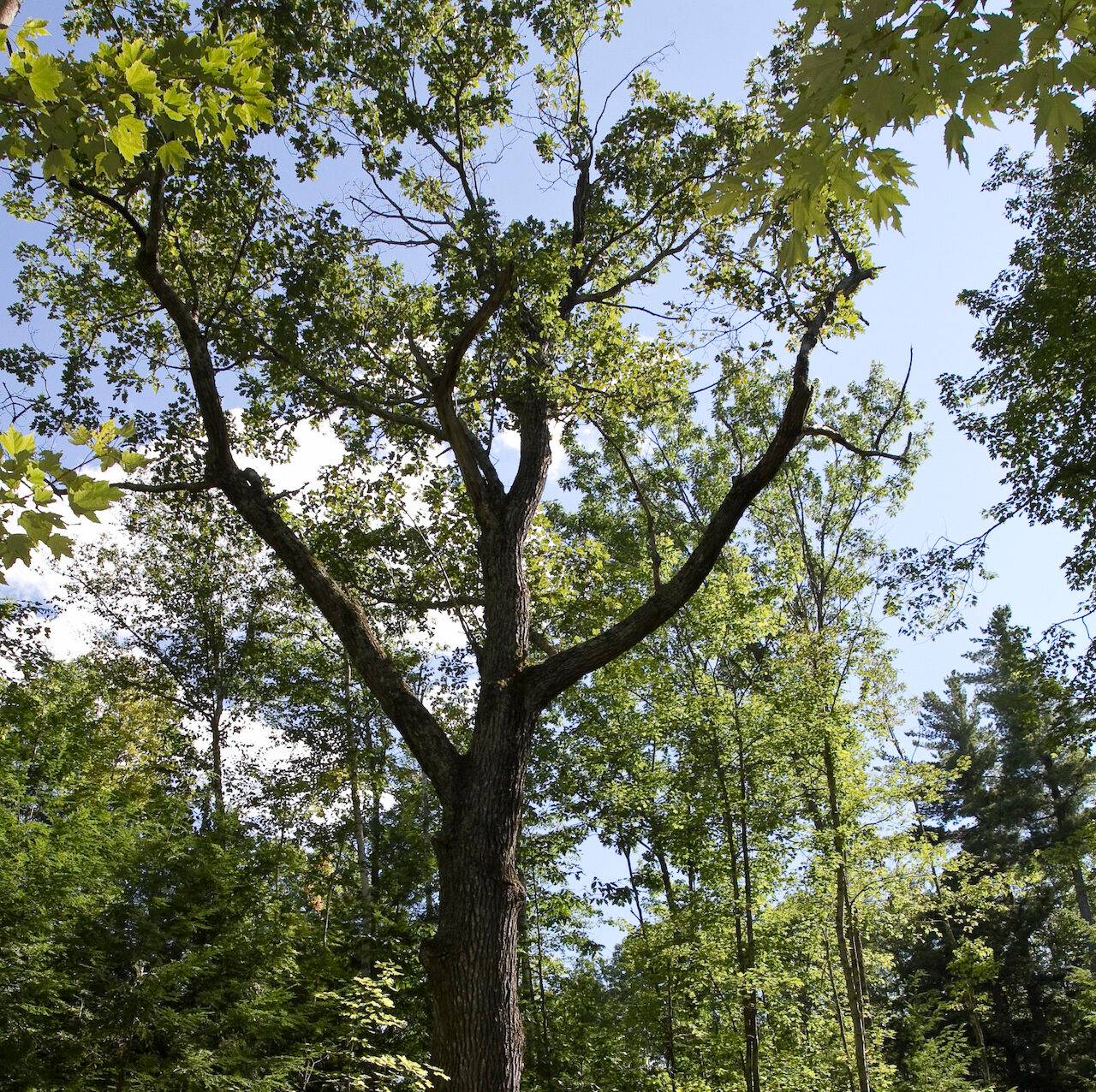 New England Forestry Foundation