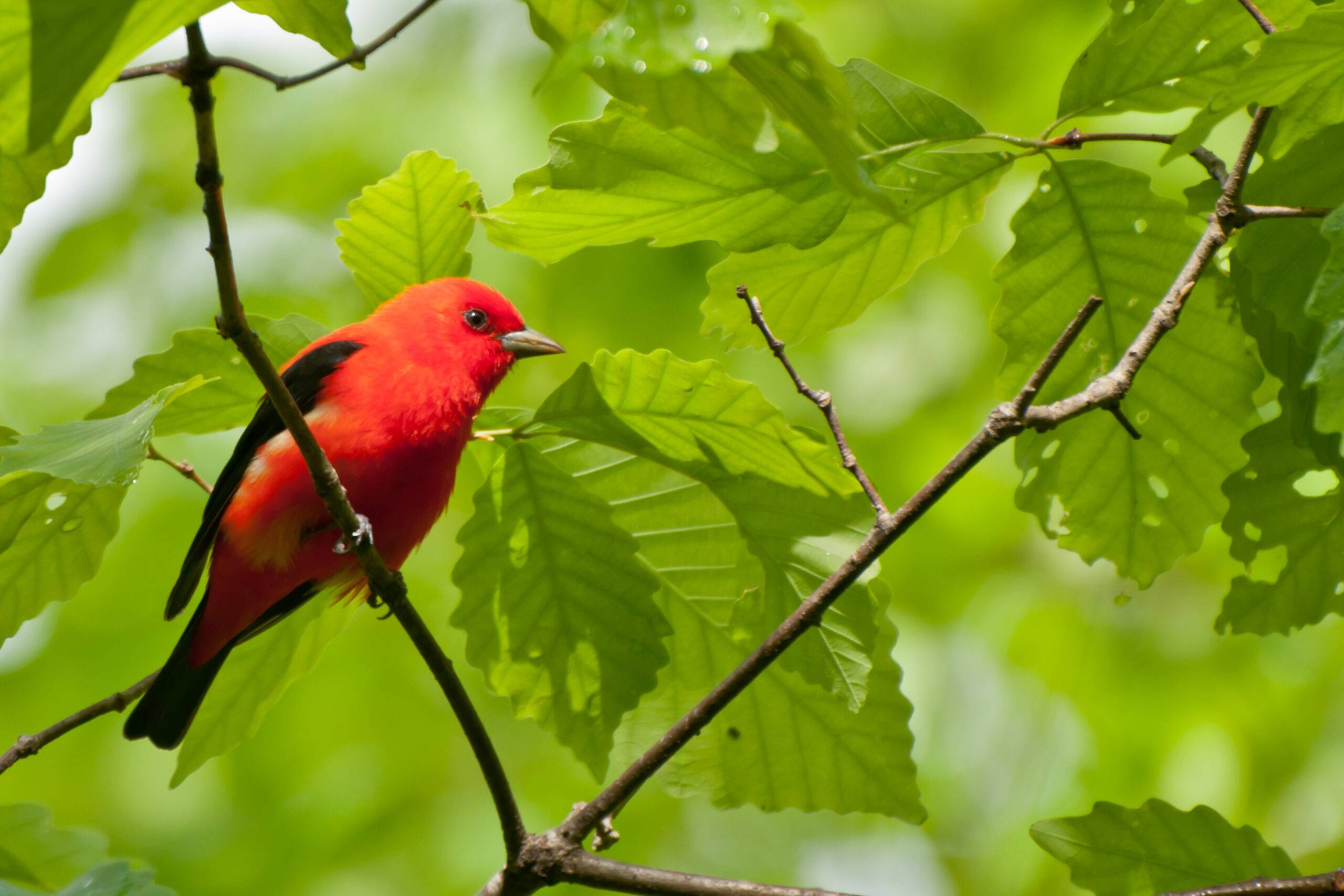 New England Forestry Foundation